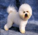 Bichon Frise - Kovrdžavi bišon Bichon Frise - Kovrdžavi bišon