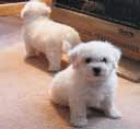 Bichon Frise - Kovrdžavi bišon Bichon Frise - Kovrdžavi bišon