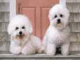 Bichon Frise - Kovrdžavi bišon Bichon Frise - Kovrdžavi bišon