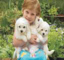 Bichon Frise - Kovrdžavi bišon Bichon Frise - Kovrdžavi bišon