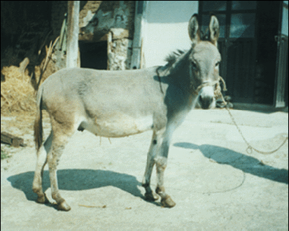 Animalni genetički resursi
u Republici Srbiji