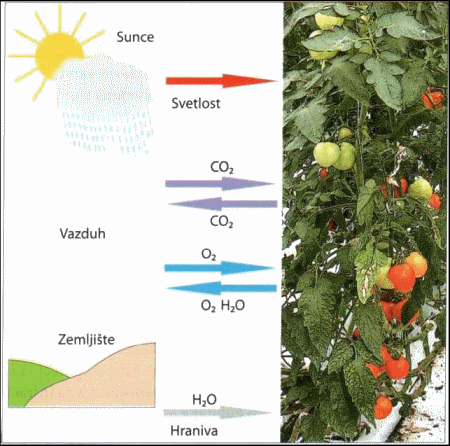 Sl.1 Šta je potrebno za rast biljke?