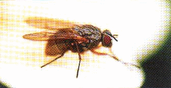 Lukova muva (Hylemia antiqua