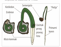 Šema klijanja i nicanja crnog luka