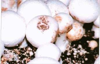 Verticillium fungicola