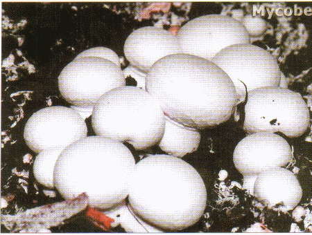 Verticillium fungicola