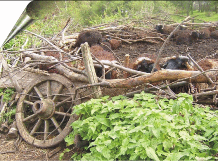 KARAKAČANSKA OVCA