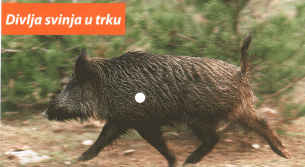 Divlja svinja u trku