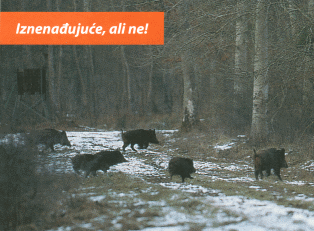 Iznenađujuće,ali ne!