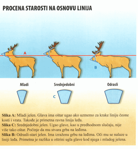 Procena starosti na osnovu linija