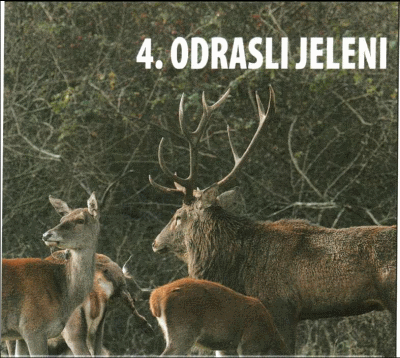 4.ODRASLI JELENI