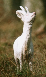 albino mladi srndać