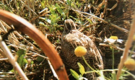 PREPELICA PREPELICA