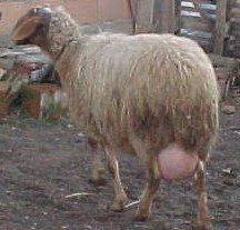 AWASSI –VISOKO MLEČNA PASMINA OVACA AWASSI –VISOKO MLEČNA PASMINA OVACA