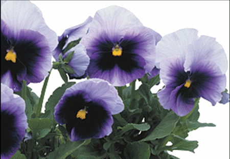 VIOLA WITTROCKIANA