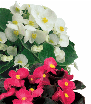 Begonia semperflorens</P>