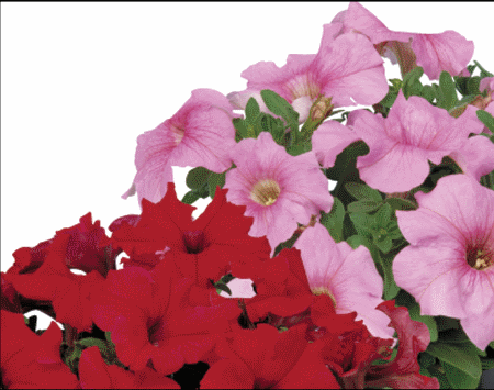 Petunia grandiflora