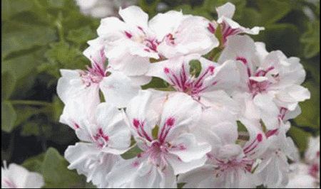 Petunia grandiflora