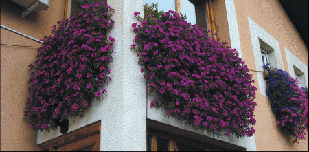 Surfinia Purple - purpurni vodopadi trajaće celo leto