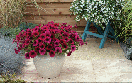 SANGUNA Petunia Hybrida