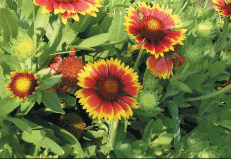 Sunburst Red with Yellow - cveta u prvoj godini,
serija pojedinacnih boja