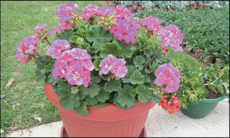 Fidelity XL, L,
Dark serija
(Pelargonium zonale
i peltatum)