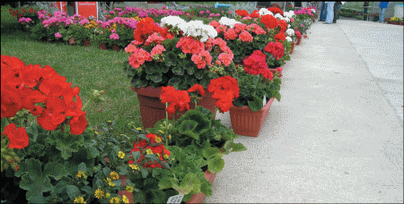 Fidelity XL, L,
Dark serija
(Pelargonium zonale
i peltatum)