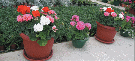 Fidelity XL, L,
Dark serija
(Pelargonium zonale
i peltatum)