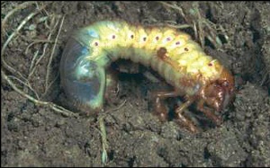 Larva gundelja