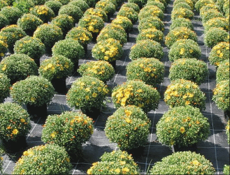 SAKSIJSKA MULTIFLORA HRIZANTEMA