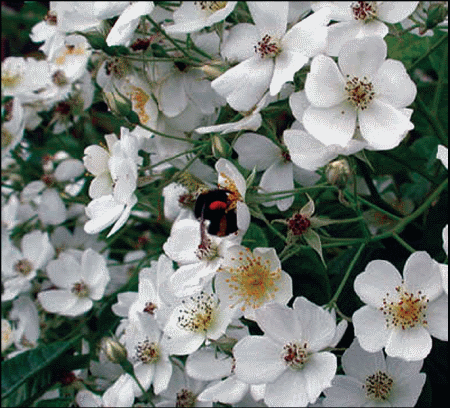 Divlja ruža - Rosa Multiflora