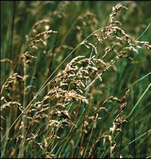 Poa pratensis