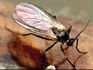 Malinina muva