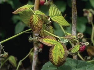 Simptomi fitoftore na listu maline