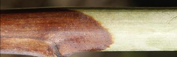 Simptomi ljubičaste pegavosti izdanaka maline