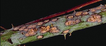 Simptomi pegavosti izdanka maline
