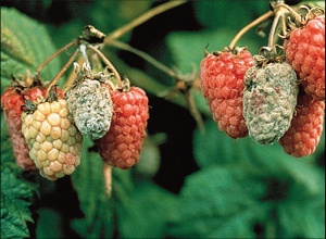 Simptomi sive truleži maline