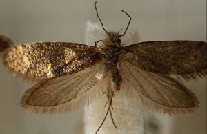 Malinin moljac