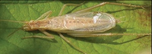 Španski popac