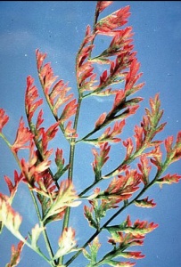 mikoplazma Aster Yellows