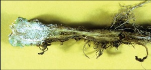 Fuzarioza kupsa
