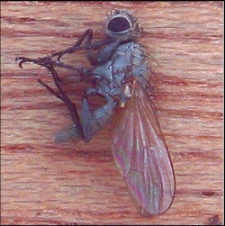 Kupusna muva