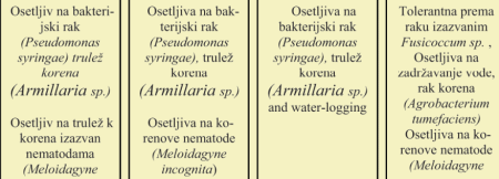 relativna veličina i glavne karakteristike