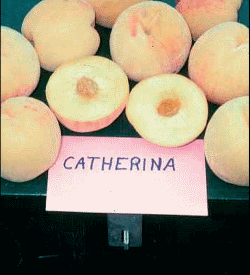 CATHERINA