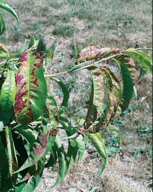 Simptomi X- oboljenja breskve