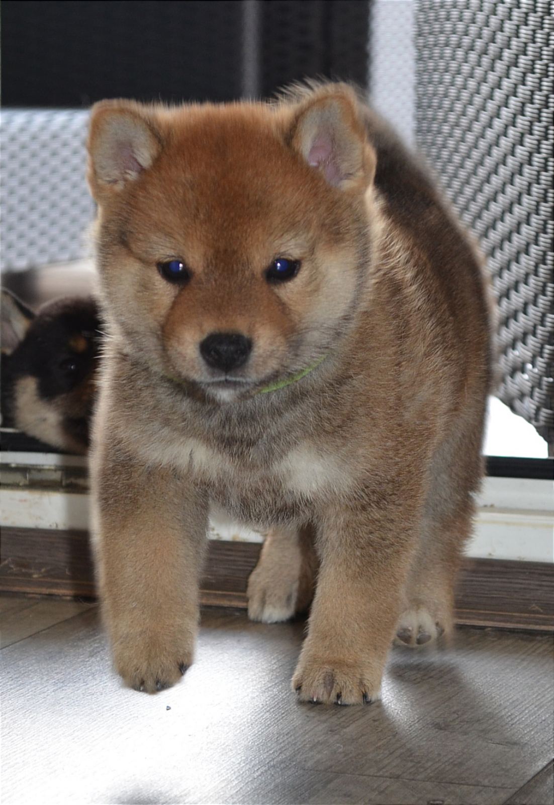 Shiba Inu štenci