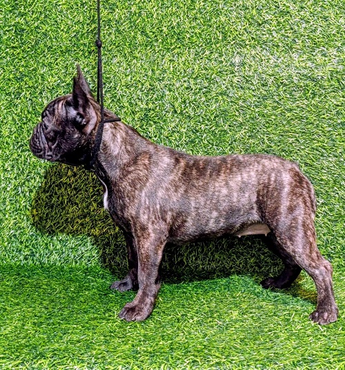 FRANCUSKI BULDOG - žensko štene