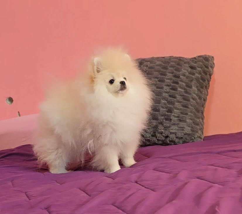 Čistokrvni Boo štenci Pomeranca