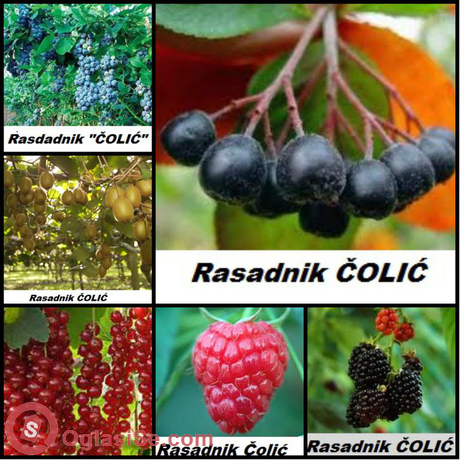 Japanska jabuka (KAKI),Japanska kruška,Aronija,borovnica,kivi...
