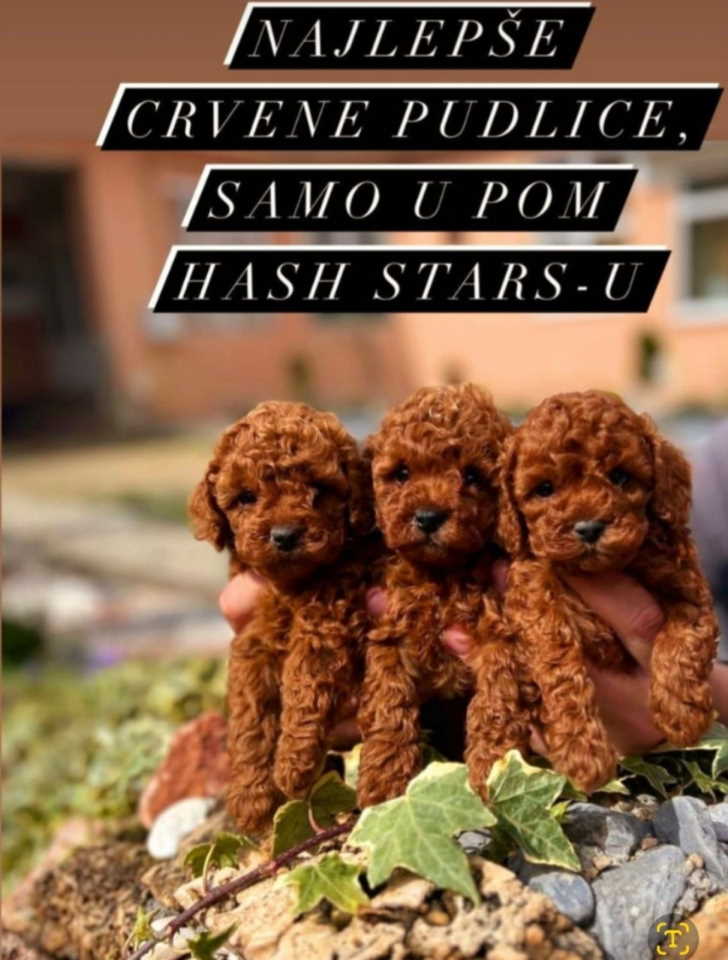  Dostupne bebe toy i mini pudle 